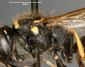 Media type: image;   Entomology 29732 Aspect: thorax lateral